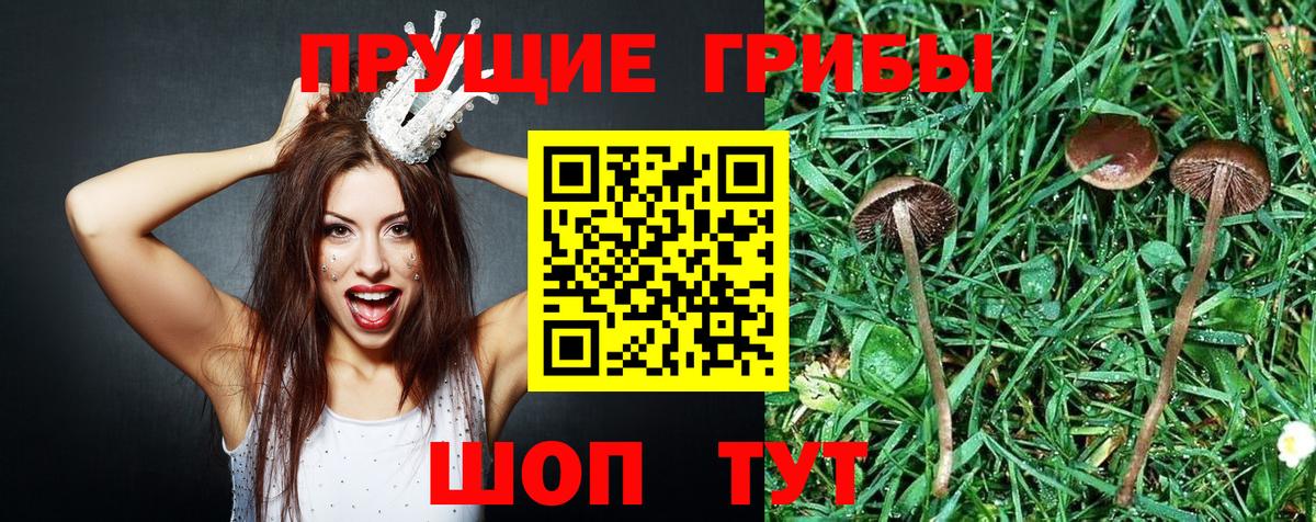 Барабинск  Галлюциногенные грибы Psilocybine cubensis  Вход с VPN 